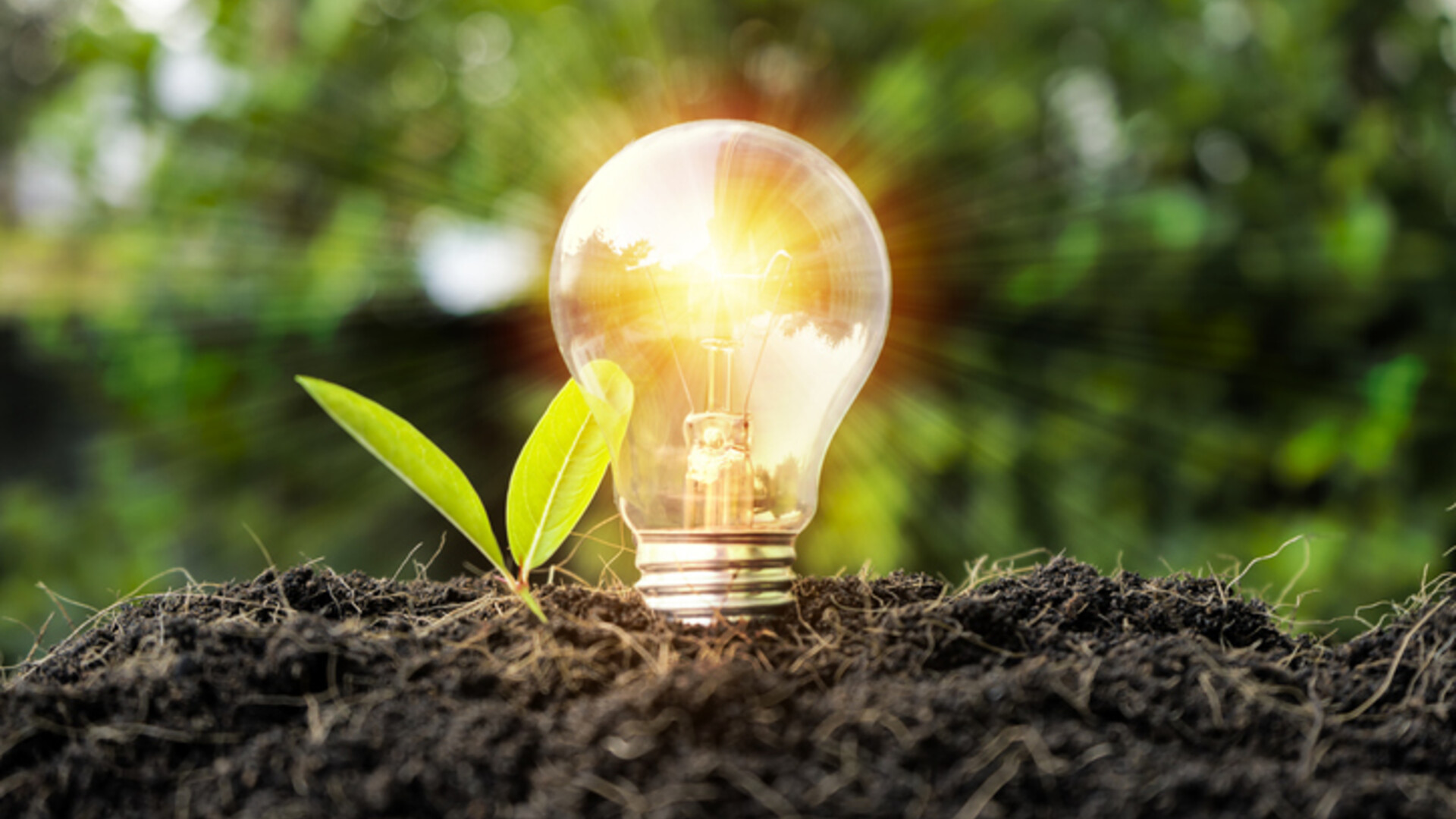 Plante essa Ideia: baixe o Guia Quartzolit 2021 e ajude o meio ambiente Plante essa Ideia: baixe o Guia Quartzolit 2021 e ajude o meio ambiente